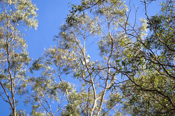 eucalyptus tree branches against blue sky shot in selective focus with cockatoo in background