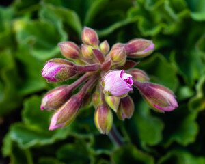 beautiful flower in nature, beautiful color