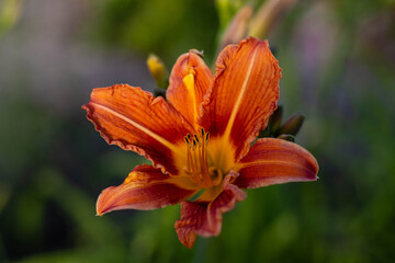 beautiful flower in nature, beautiful color