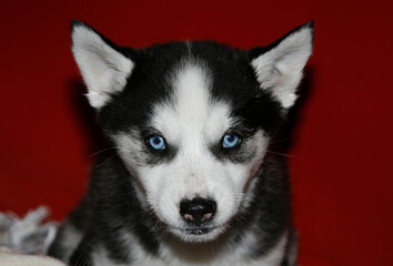 a beautiful and playful 2 month old puppy, Husky, siberian husky, with a devilish look. Blue eyes with red fire inside. Greece