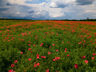 Fototapeta na wymiar Beautiful poppy field.