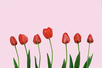 Seven red blooming tulips with green stems on a pink background, top view, copy space.