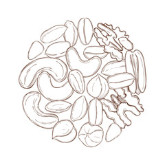 Nuts. Vector illustration.