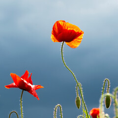 Colorful red poppies.