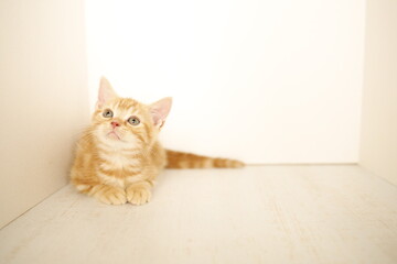 cat on the floor