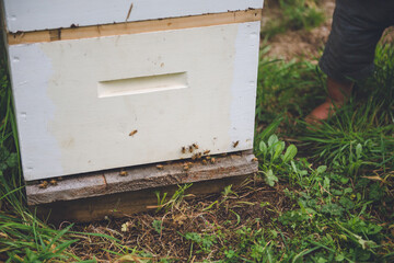 Obraz na płótnie Canvas Bees in beehive