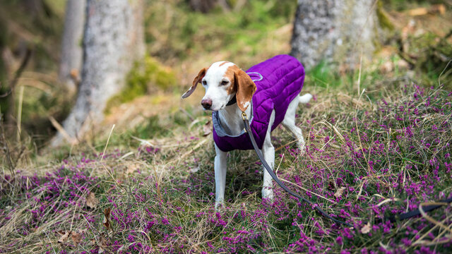 Istrianer kurzhaarige Bracke mit lila Schutzweste hat Spaß im Wald - Schweißhund an der Leine mit Hundemantel