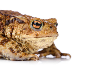 Big common toad isolated on white background.