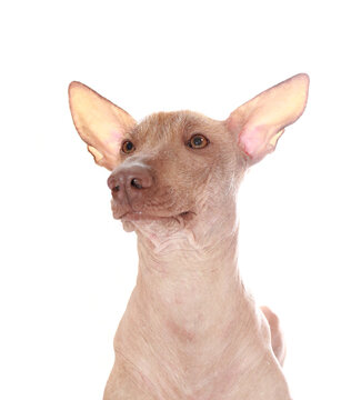 peruanischer nackthund, hund ohne haare