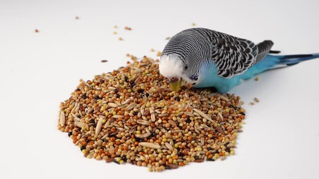 Blue wavy parrot eats bird food on a white background. pet shop.