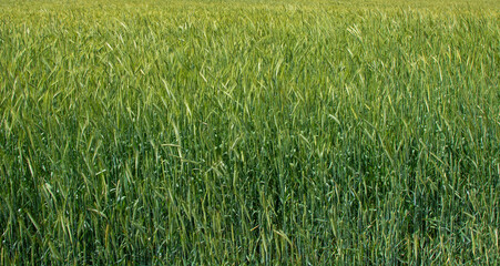 green wheat field. food background.