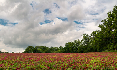 Fototapeta na wymiar Red crimson clover, trifolium incarnatum flower field, trees and dramatic sky. Czech landscape