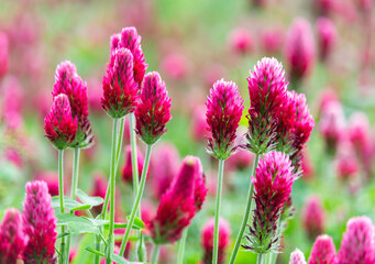 Obraz premium Close up red crimson clover, trifolium incarnatum flower field. Czech landscape