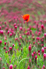 Common poppy, Papaver rhoeas flower in red crimson clover, trifolium incarnatum flower field