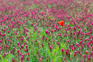 Common poppy, Papaver rhoeas flower in red crimson clover, trifolium incarnatum flower field