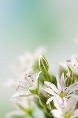 Blooming white flowers with stamen and pestle romantic bouquet on light bokeh background vertical macro