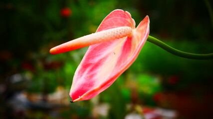 pink anthurium flower 
