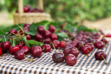 still life of cherries on a table in the yard