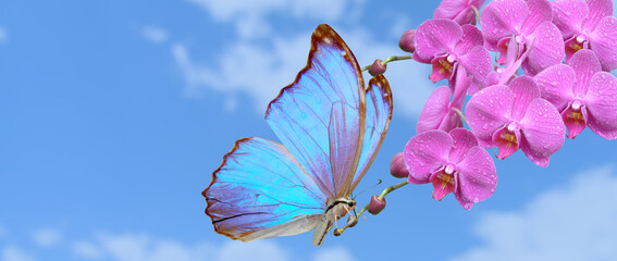 blue  butterfly and pink orchid