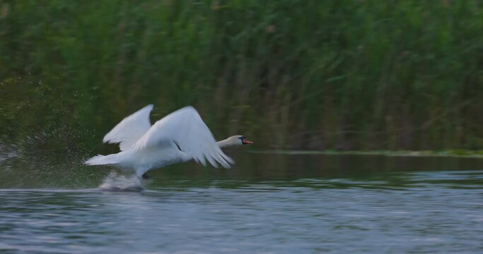 slow motion with a swan taking flight from the water in the Danube Delta. Romania 