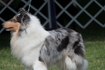 Collie in dog show ring