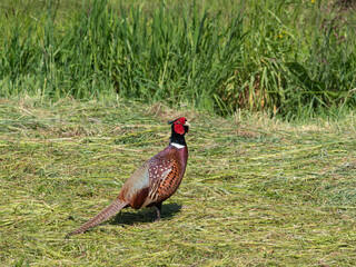Male pheasant hops around in the freshly cut grass