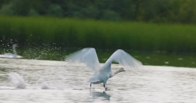 slow motion with a swan taking flight from the water in the Danube Delta. Romania 