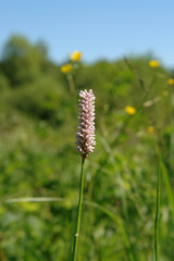 Pink flower of common bistort (Bistorta officinalis or Persicaria bistorta) on the meadow on a sunny summer day, close-up