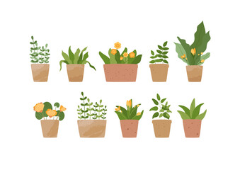Fototapeta na wymiar Potted flowers set, grass, lush foliage. Houseplants collection, succulent, leaves, sprouts. Yellow and green colors. Vector illustration isolated on white background