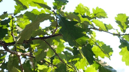 Fototapeta na wymiar Lush green oak foliage in sunlight.