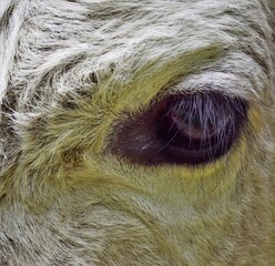 close up of a horse
