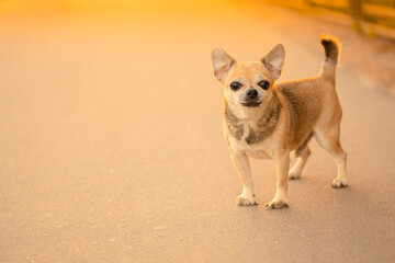A small toy dog male ​​of mixed breed, light brown color standing on the asphalt path in the...