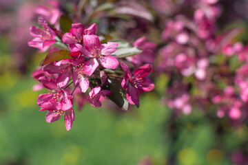 Spring blooming apple tree with bright pink saturated flowers blooms in the garden against a background of green grass. Macro