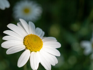 Obraz premium white chamomile flowers in the meadow