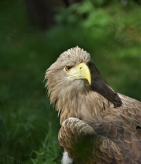 Obraz premium portrait of a eagle