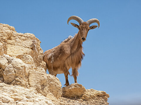 Barbary sheep or Ammotragus lervia standing on the rock.