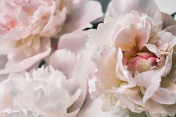 Bouquet of stylish peonies close-up. Pink and white peony flowers. Close-up of flower petals with water drops. Floral greeting card or wallpaper. Delicate abstract floral pastel background