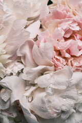 Bouquet of stylish peonies close-up. Pink and white peony flowers. Close-up of flower petals with water drops. Floral greeting card or wallpaper. Delicate abstract floral pastel background