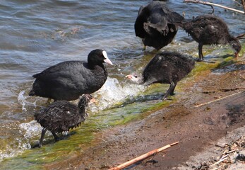 Eurasian coot (common coot, Australian coot, Fulica atra) family at shore front. Parent and juvenile aquatic birds at waterside. Black red-eyed adult waterbird with brood of baby chicks on embankment.