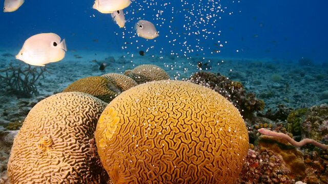 Seascape with spawning of Grooved Brain Coral in coral reef of Caribbean Sea, Curacao