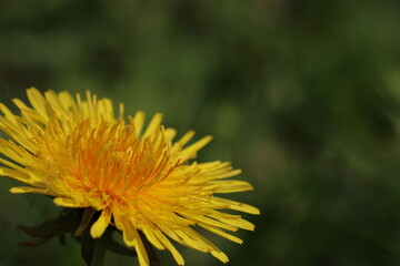 L&ouml;wenzahn in Bl&uuml;te