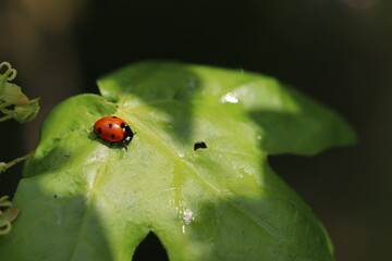 Marienk&auml;fer auf gr&uuml;nem Blatt