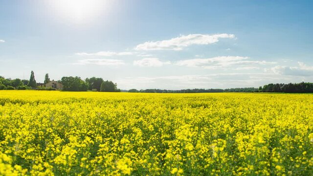 Time lapse famous yellow raps flowers field landscape on sunny day. Nature of countryside Eskilstuna Sweden in summer season of midsummer festival at sunshine