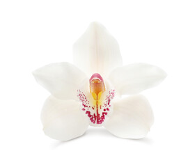 Beautiful tropical orchid flower isolated on white