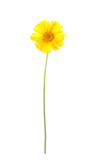 Beautiful meadow plant with yellow flower isolated on white