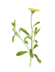 Fototapeta na wymiar Beautiful meadow plant with yellow flower isolated on white