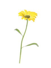 Beautiful meadow plant with yellow flower isolated on white