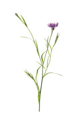 Beautiful purple cornflower isolated on white. Meadow plant