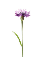 Beautiful purple cornflower isolated on white. Meadow plant