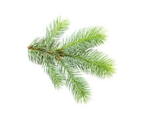 Fir tree branch isolated on white background. branch of young green spruce